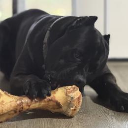 Achilles - Cane Corso