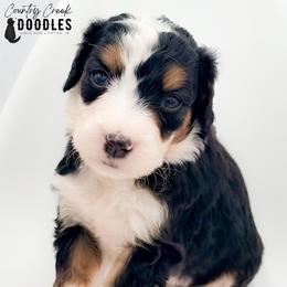 Cory - Tri-color female Bernedoodle puppy in Tipton, Indiana from Country Creek Doodles
