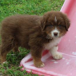 Theo - Red tri-color male Australian Shepherd puppy in Kansas, Oklahoma from Windy G Farm