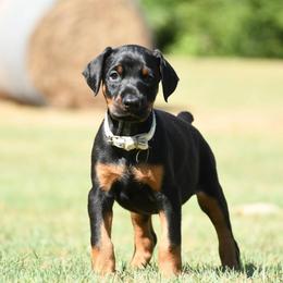 Victory - Black and rust female Doberman Pinscher puppy in Overton, Texas from Obsidian Kennel