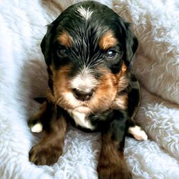 River (green ribbon) - Phantom male Bernedoodle puppy in Fallbrook, California from BFF Bernedoodles