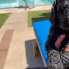 Double Doodle Puppies from Goldendoodle Labradoodle MIX !!!