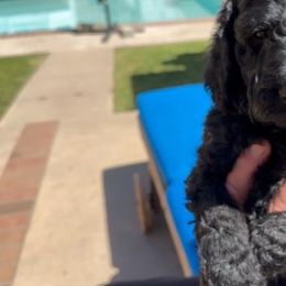 Double Doodle Puppies from Goldendoodle Labradoodle MIX !!!