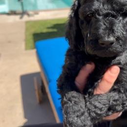 Double Doodle Puppies from Goldendoodle Labradoodle MIX !!!