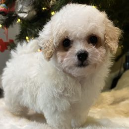 Maltipoo puppies from Cleveland's Poodles