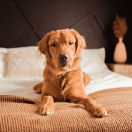 Golden Retrievers from Living The Golden Life