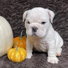 Bulldog Puppies from Tiny Tanks Kennel