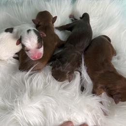 Unity - Chocolate and tan female Yorkshire Terrier puppy in Tulsa, Oklahoma from Conns Cuddly Canines