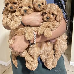 Cavapoo, Cockapoo, and Poodle Puppies from Benji’s Cockapoos