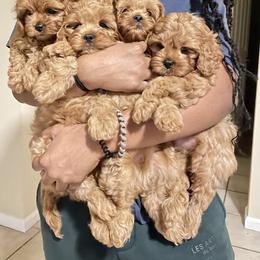 Cavapoo, Cockapoo, and Poodle Puppies from Benji’s Cockapoos