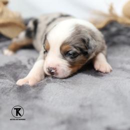 Twinkle- BMF - Blue merle female Australian Shepherd puppy in Nacogdoches, Texas from TK Standard, Mini, & Toy Aussies