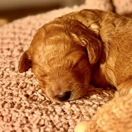 Goldendoodle Puppies from Copper Doodle Tails