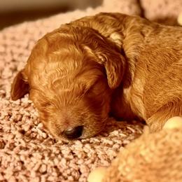 Goldendoodle Puppies from Copper Doodle Tails