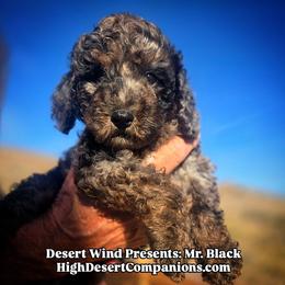 Mr. Black - Blue merle male Aussiedoodle puppy in Dolan Springs, Arizona from High Desert Companions