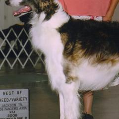 Borzois from Teine Borzoi