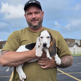 Rothchild (Pink) - Black white and brown female Basset Hound puppy in Lebanon, Ohio from Golden Acres Dachshunds and Bassets