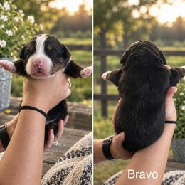 Bravo - Black rust and white male Bernese Mountain Dog puppy in Spraggs, Pennsylvania from Hickory Hills Farm