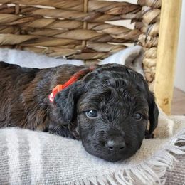 Aussiedoodle and Goldendoodle Puppies from JMR Aussies and Doodles