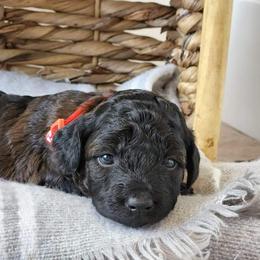 Aussiedoodle and Goldendoodle Puppies from JMR Aussies and Doodles