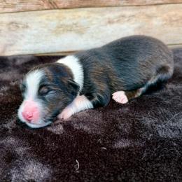 Willow - Black tri female Miniature Australian Shepherd puppy in Midway, Texas from L Bar W Aussie Ranch