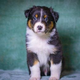 Bean - Black tri-color male Australian Shepherd puppy in Monroe, Georgia from Lovable Little Aussies