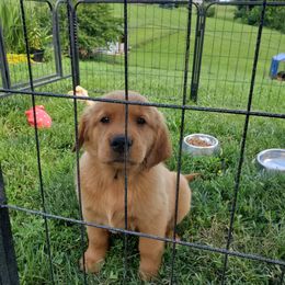 Golden Retriever Puppies from Emma's Golden Puppers