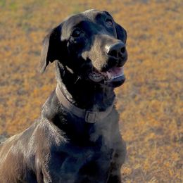 Happy - Labrador Retriever