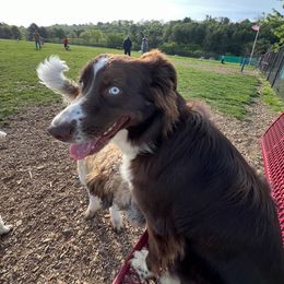 Australian Shepherd All Grown Up from Aussie Angels