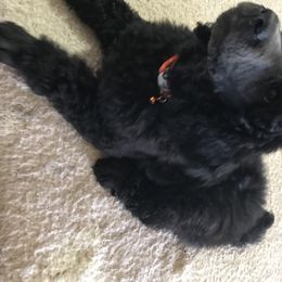 Poodle Puppies from Faith Ambort