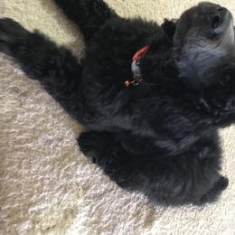 Poodle Puppies from Faith Ambort