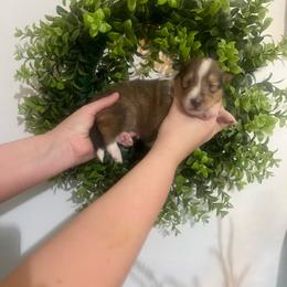 Lil Deville - Sable female Collie puppy in Chilhowie, Virginia from Jolly Collies