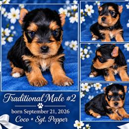 HANSEN - Black and tan male Yorkshire Terrier puppy in Michigan from TenderLittleCuties