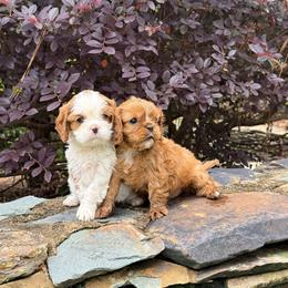 Cavalier King Charles Spaniel puppies from Lauren's Cavalier King Charles Spaniels