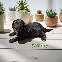 S'More - Sable male Aussiedoodle puppy in Lebanon, Oregon from Abbott Family Farm