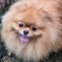 Miracle - Pomeranian