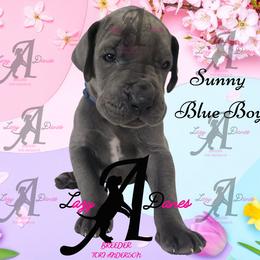 Boy 1 - Blue male Great Dane puppy in Longview, Texas from Lazy A Danes