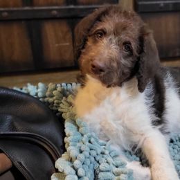 Labradoodle Puppies from Caldron Falls Doodles and Poodles