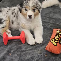 McKinley - Blue merle female Australian Shepherd puppy in Payson, Utah from Full Throttle Australian Shepherds