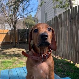 Rhodesian Ridgeback Puppies from River Roc Ranch & Ridgebacks
