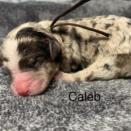 Caleb - Chocolate merle male Bernedoodle puppy in New Ringgold, Pennsylvania from Hawk Mountain Doodles