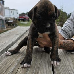 Boxer Puppies from Hunts Boxers