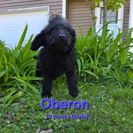 Oberon - Black male Labradoodle puppy in Genoa City, Wisconsin from Sakura Pups