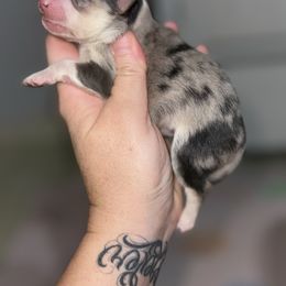 Pixie - Merle female Pomsky puppy in Casa Grande, Arizona from Arizonas Pomsky Squad