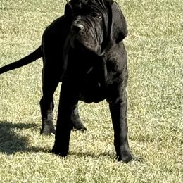 Eva - Black female Neapolitan Mastiff puppy in Canyon, Texas from Mastini Della Forte