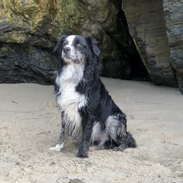 Rooster  - Australian Shepherd