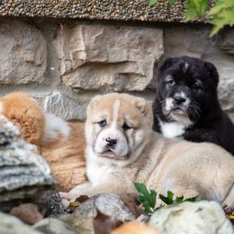 Central Asian Shepherd Dog Puppies from Guardian Dog