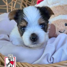 Gwen Stacy - Black tan and white female Biewer Terrier puppy in California from Corazon de gigante