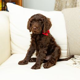 Goldendoodle All Grown Up from Twilight Doodles