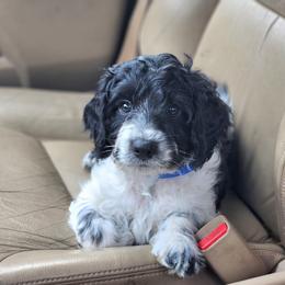 Meet Patches :) - Black and white male Cavapoo puppy in Centerville, Iowa from Barnyard Dachshunds, Dals & Doodles