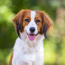 Lemon - Nederlandse Kooikerhondje